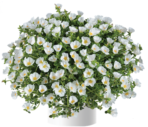 [ANP293] Portulaca  Pazzaz White