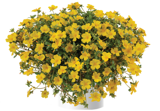 [ANP156] Portulaca  Pazzaz Yellow Improved