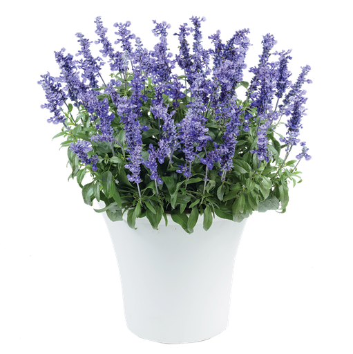 [ANS041] Salvia  farinacea Sallyfun Deep Ocean