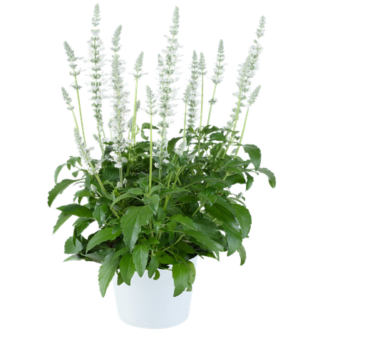 [ANS256] Salvia  farinacea Sallyfun Pure White