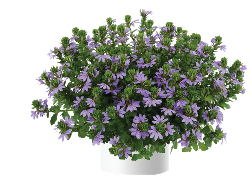 [ANS091] Scaevola Blue Touch