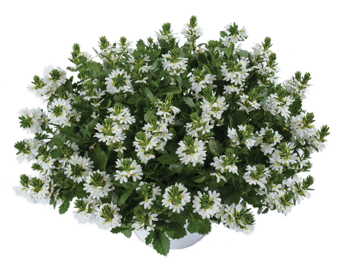 [ANS092] Scaevola White Touch