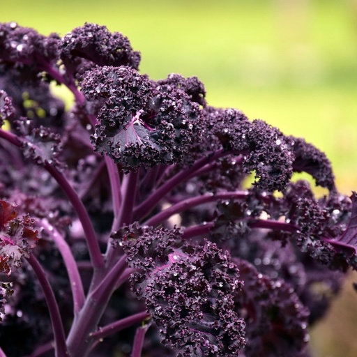 [P2723318] Chou frisé (chou kale) rouge

 Plant en pot de 10,5 cm