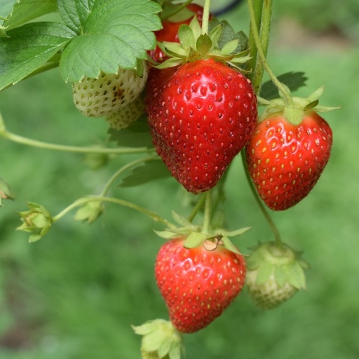 [P4211399] Fraisier Delizz

 Plant en supension