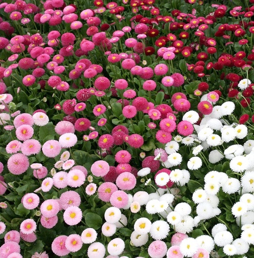 [BISB535] Bellis perennis Tasso mix