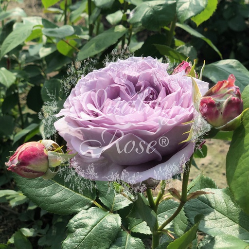 [ROSA469013] Rosier Novalis ®