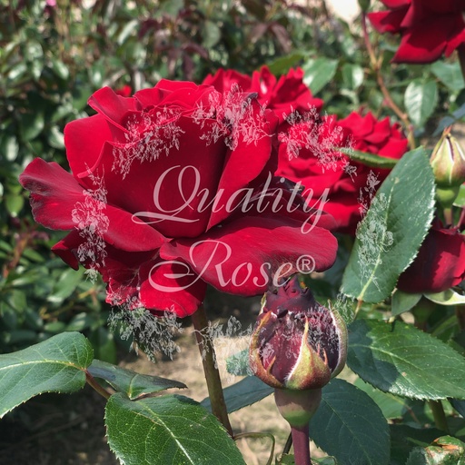 [ROSA740013] Rosier Poema®