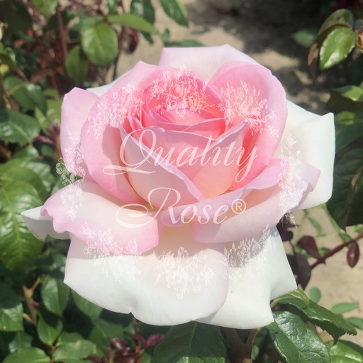 [ROSA535013] Rosier Prince Jardinier ®