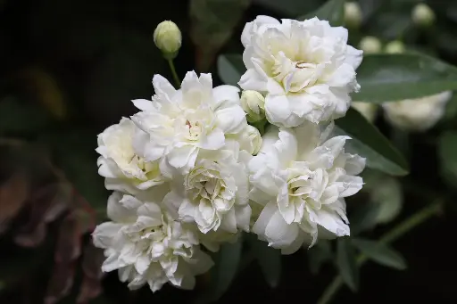 [ROSA064017] Rosier Banksiae "Alba Plena"