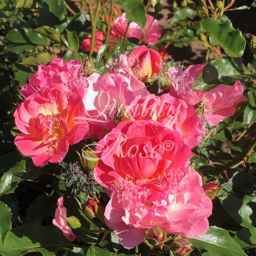 [ROSA432000] Rosier Maxi vita ® Dawn Sunsation ®