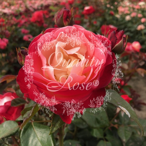 [ROSA468000] Rosier Nostalgie ® La garçonne ®