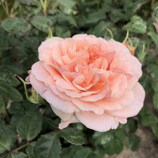 [ROSA573100] Rosier Rose de Tolbiac Kordes ®