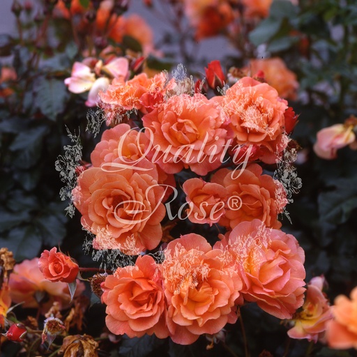 [ROSA710100] Rosier Westerland ®