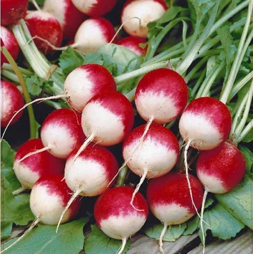 [S68220] Radis rouge à bout blanc National (semence)