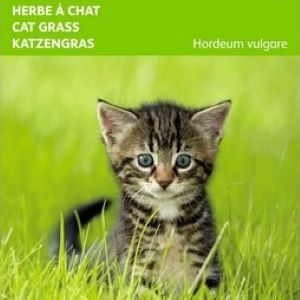 [B3850] Herbe à chat . (Semences)