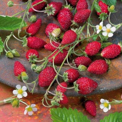 [H2000] Fraisier à petits fruits Baron von Solemacher (Semences)