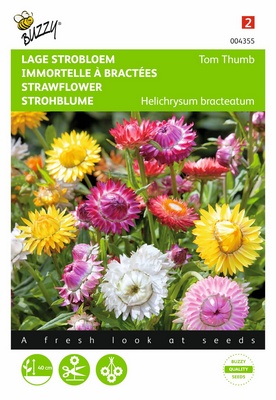 [B4355] Immortelles à bractées Tom Thumb (Semences)