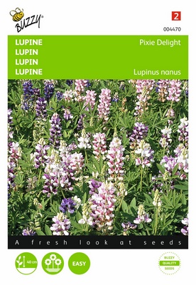 [B4470] Lupin Pixie Delight nain (Semences)