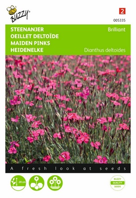 [B5335] Oeillet Deltoïde Brillant (Semences)