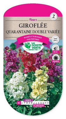 [D564] Giroflée Quarantaine double (Semences)