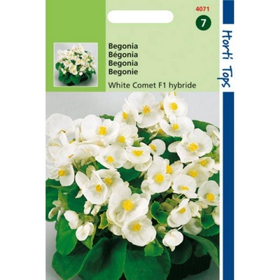 [H4071] Begonia White Comet F1 (Semences)