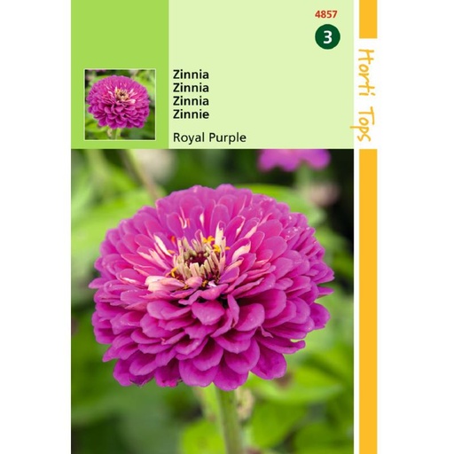 [H4857] Zinnia Royal Purple (Semences)