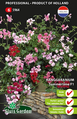 [R5964] Géranium lierre Summertime F1 (Semences)